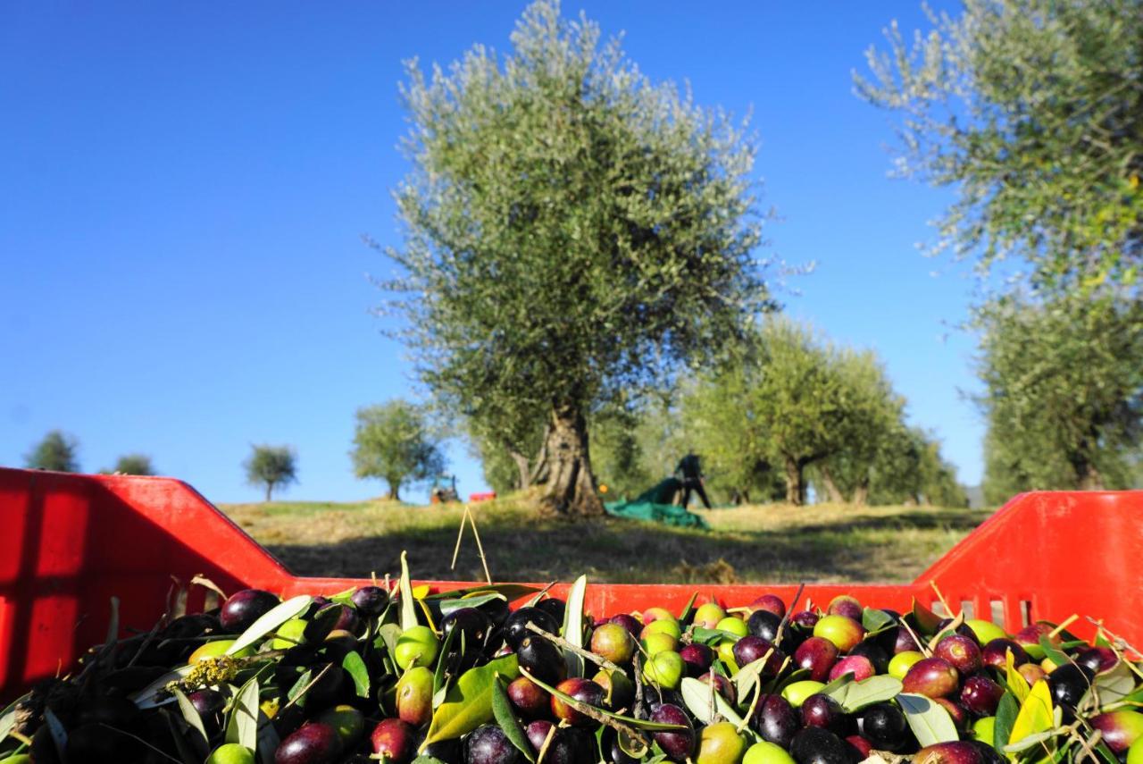 Villa Fattoria Lornano Winery Monteriggioni Esterno foto